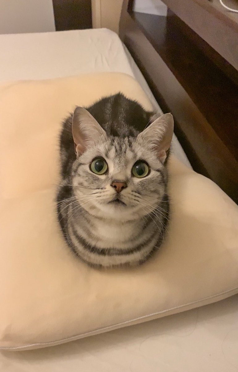 cat_anko3's tweet photo. 低反発まくらにおててないないしてる🤭 https://t.co/eghQAM3RYG