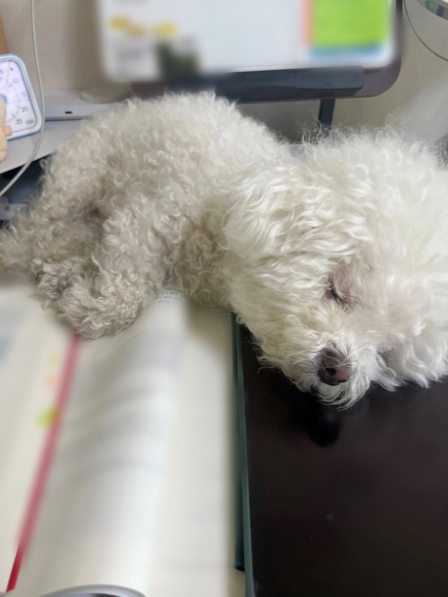 riceandricecake's tweet photo. 강아지 덕분에 오늘 공부 접습니다 https://t.co/cjX1IqVUQT