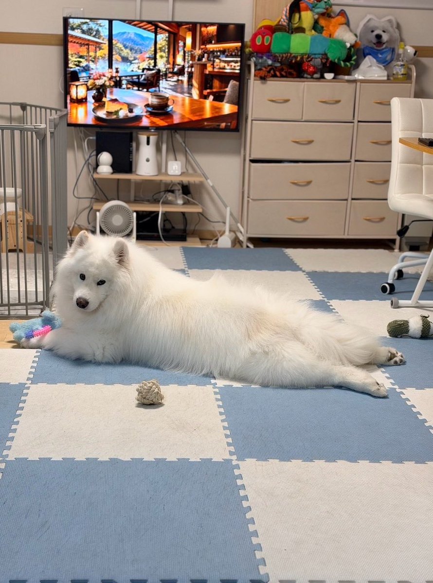 samoyed_dazs's tweet photo. 警戒心0の足ぺたーんポーズ
野生だとこのポーズはできないよね https://t.co/Kuuti4xRYg