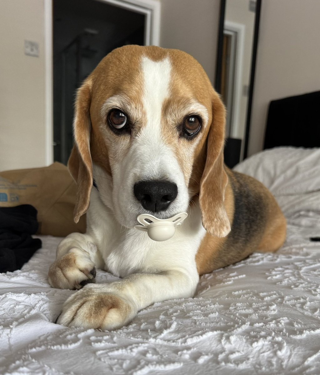 PauliHale69's tweet photo. That look!!!! #beagle #innocent #dogsonx https://t.co/4ylcYFgtR5