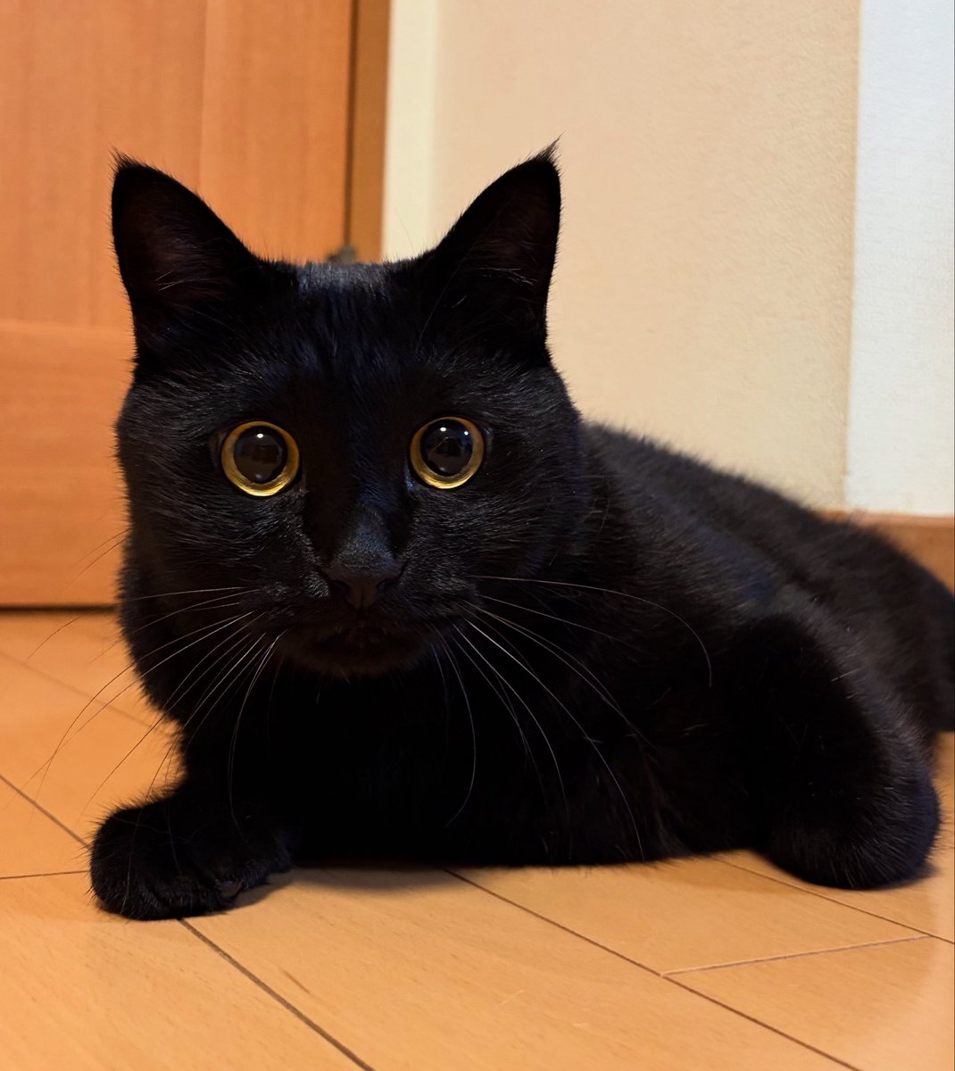 uni_kuroneko's tweet photo. へたり。

#黒猫 https://t.co/ap2GT0CCgy
