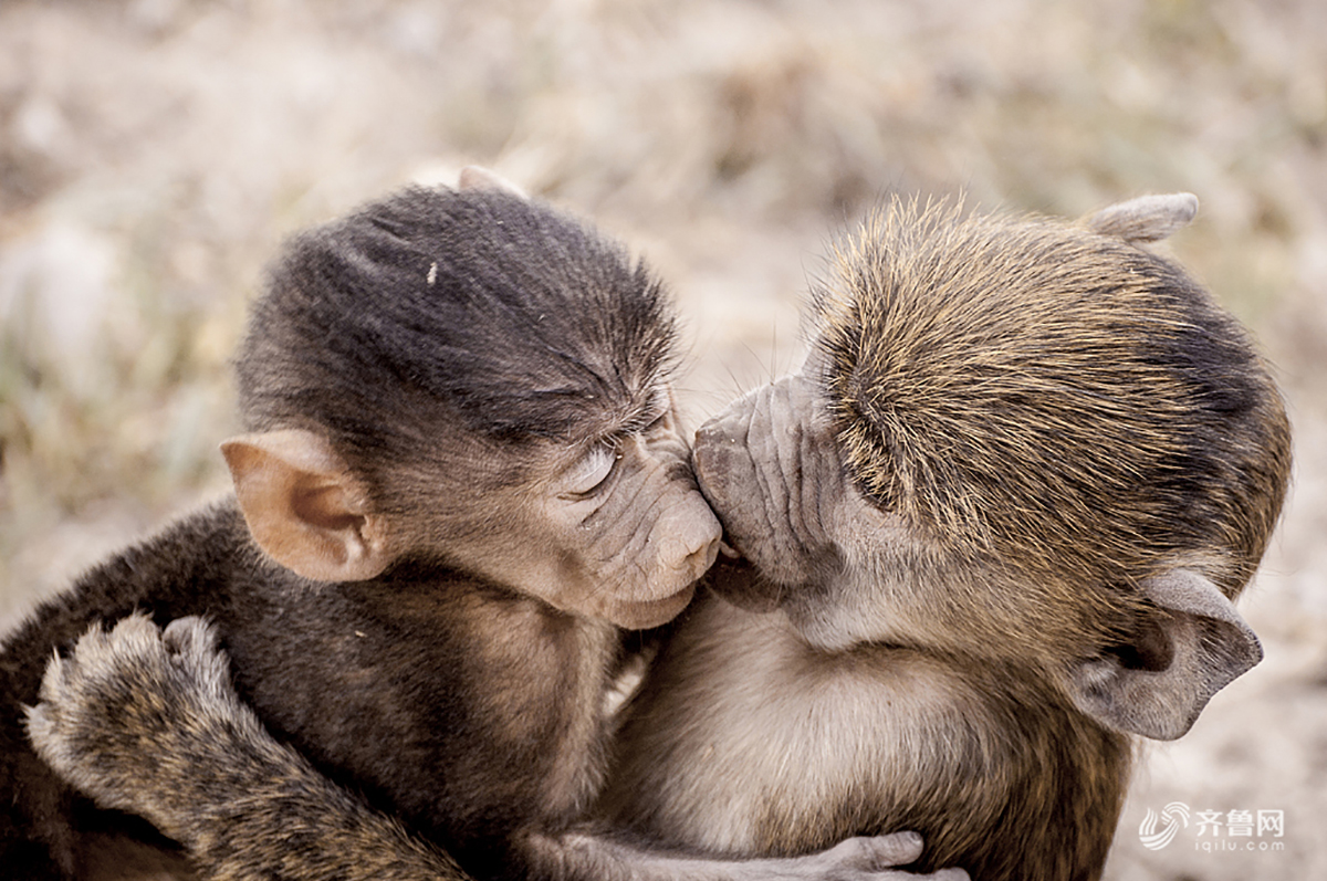 09883_986's tweet photo. Today’s adventure leads me to a hidden spot, where the gentle touch of warm breeze reminds me of the sweet, cozy vibe of a chimp’s soft kiss amid the calm, natural marsh. https://t.co/QLb0CROrWI