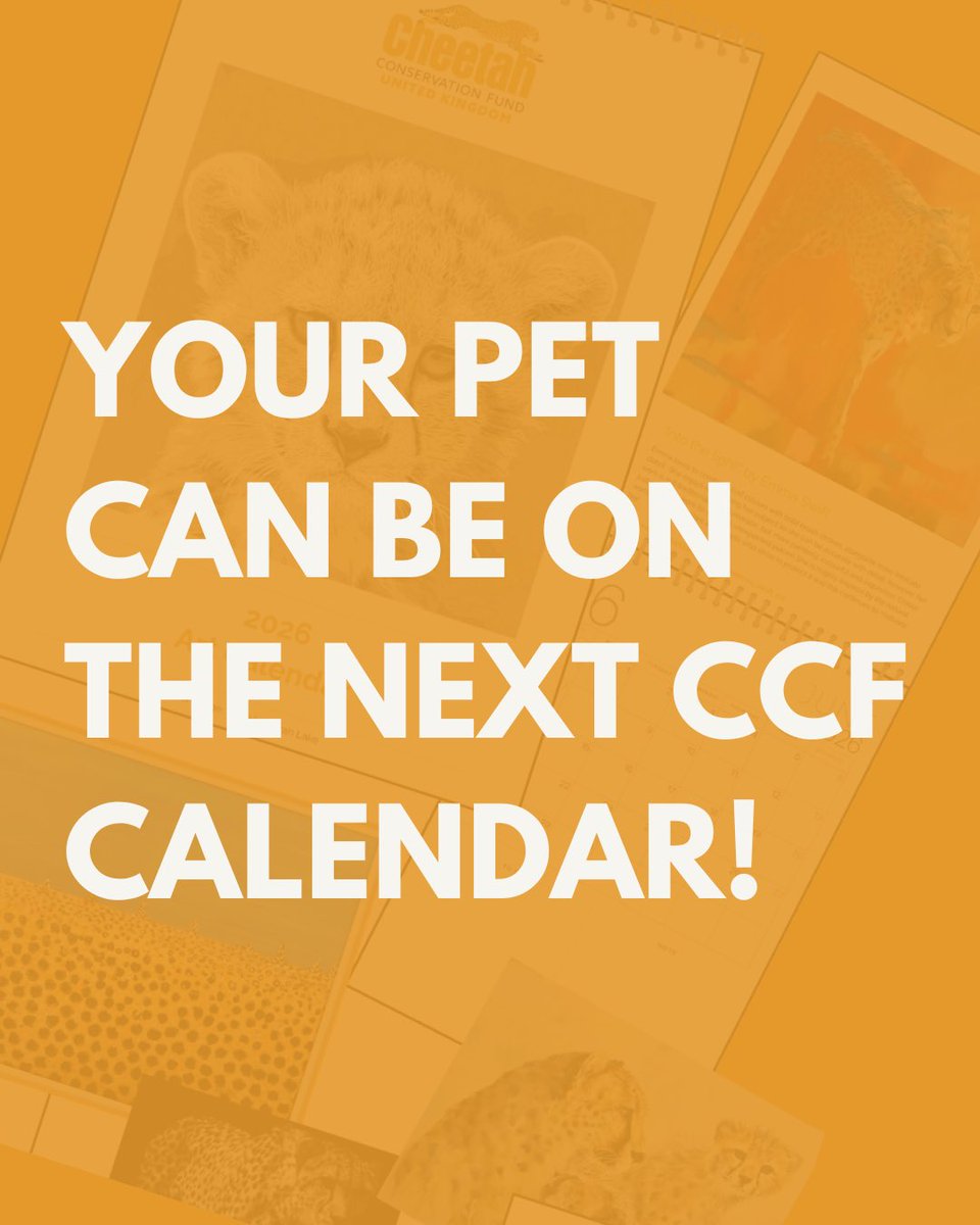 CCFCheetahUK's tweet photo. 🐶Does your pet deserve a place in the spotlight?  Enter our Pets Saving Cheetahs Photo Contest for the chance to be featured in CCF’s 2027 calendar! 

📸 Every vote = $1 for cheetah conservation. 💛

Join the contest now: https://t.co/2v6zguVZLg

#PetsSavingCheetahs https://t.co/xrRr3u96Ov