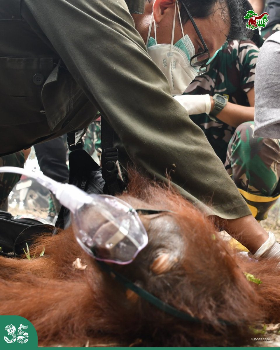 bornean_OU tweet picture