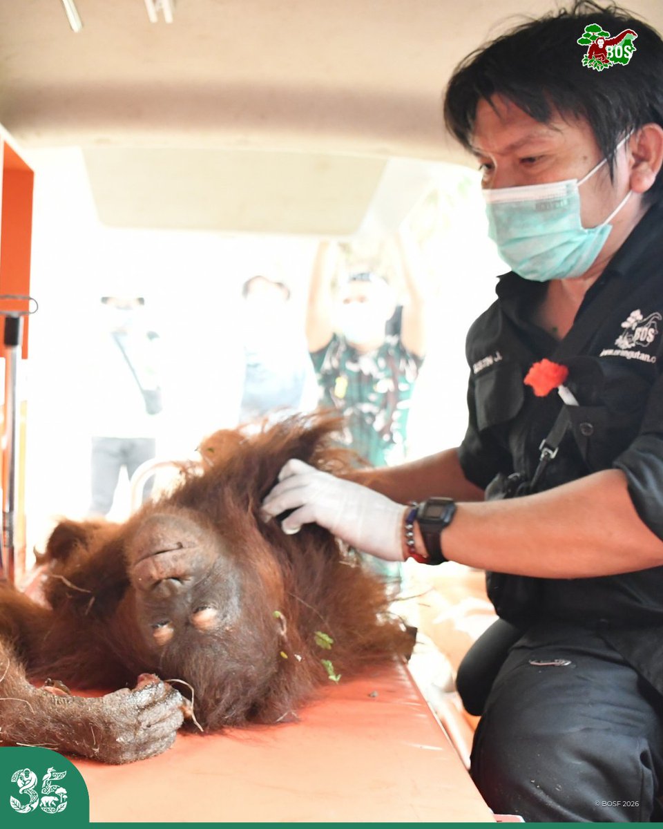 bornean_OU tweet picture