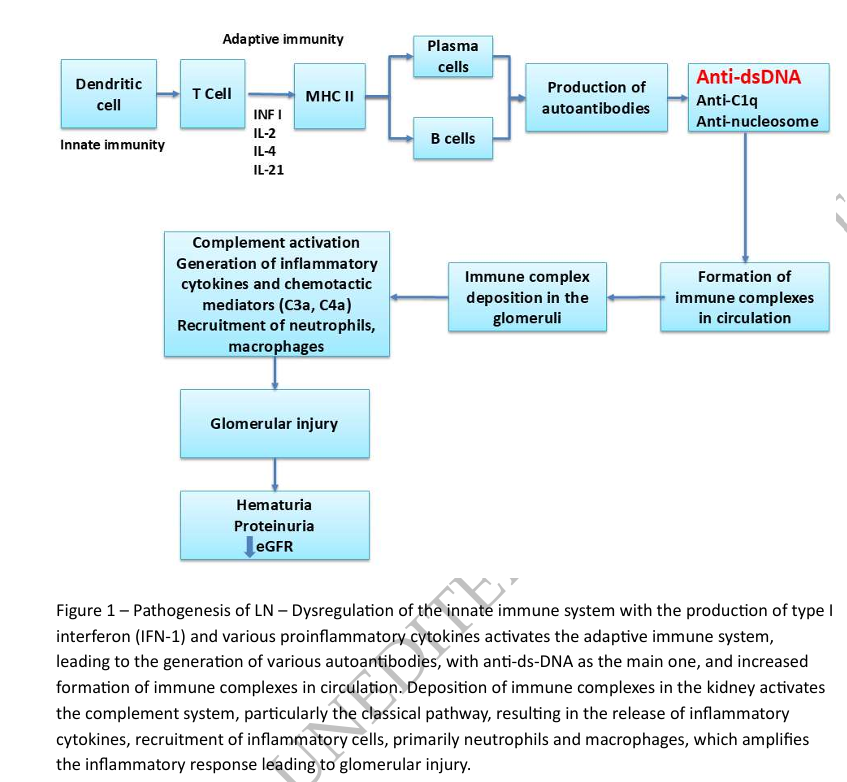 NDTsocial's tweet photo. Protocol kidney biopsy in the management of proliferative (class III/IV) lupus nephritis: barking up the wrong tree!

https://t.co/TQzJcnKbJv https://t.co/faihIPXI6V