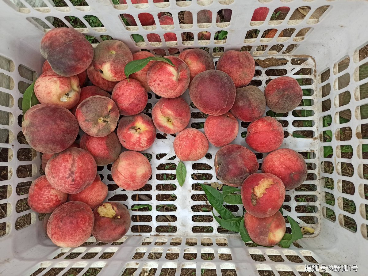racellio's tweet photo. The peach is spoiled, but courage remains—let’s keep moving forward! https://t.co/4MHADaa9H3