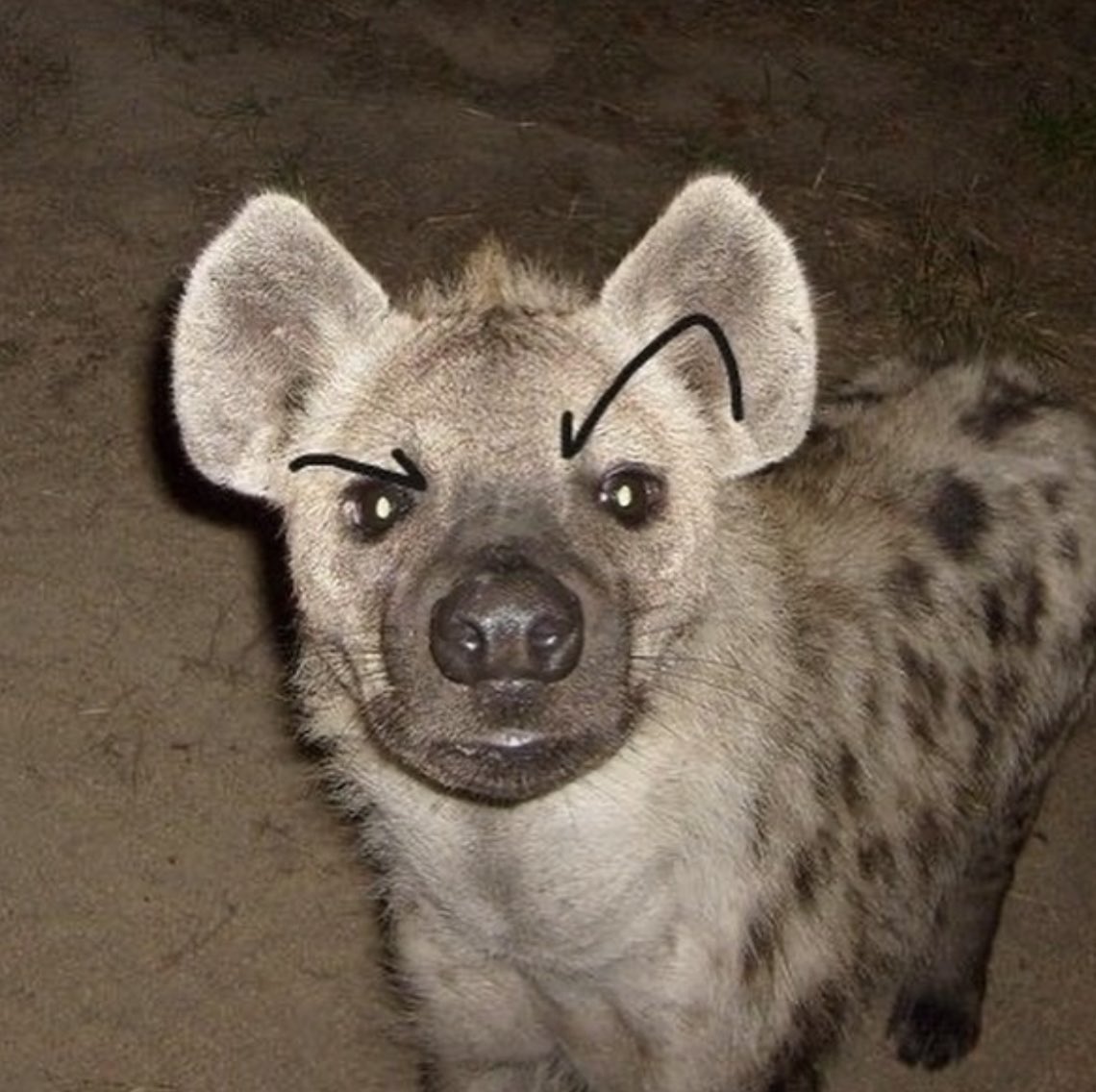 TheComBlocHyena's tweet photo. Mogs you in hyena https://t.co/t2uhhjUI0X