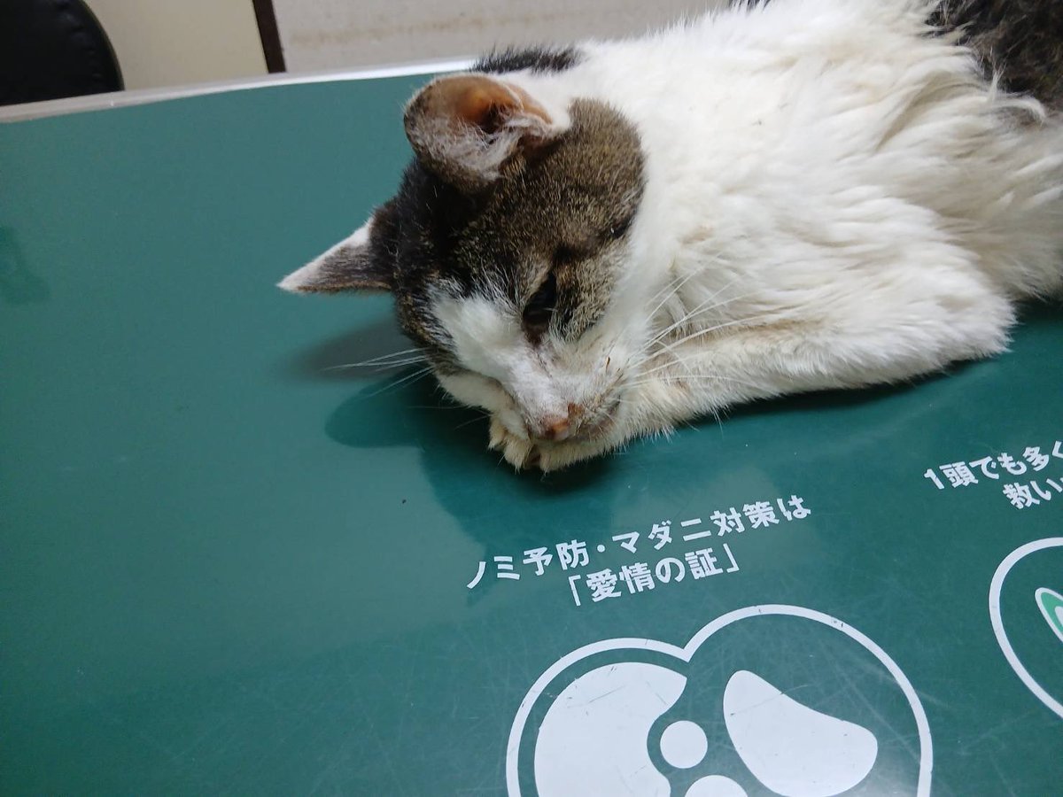 keikonakagawa99's tweet photo. らいちゃん
毎日病院でお注射頑張っています！

貧血とお腹が治ればまた元気になると信じています！

らいちゃんにエールをお願いします！

実家から次のマンション、
今の家全て一緒に住んだのは
らいちゃんだけです！ https://t.co/junbMNwJFu