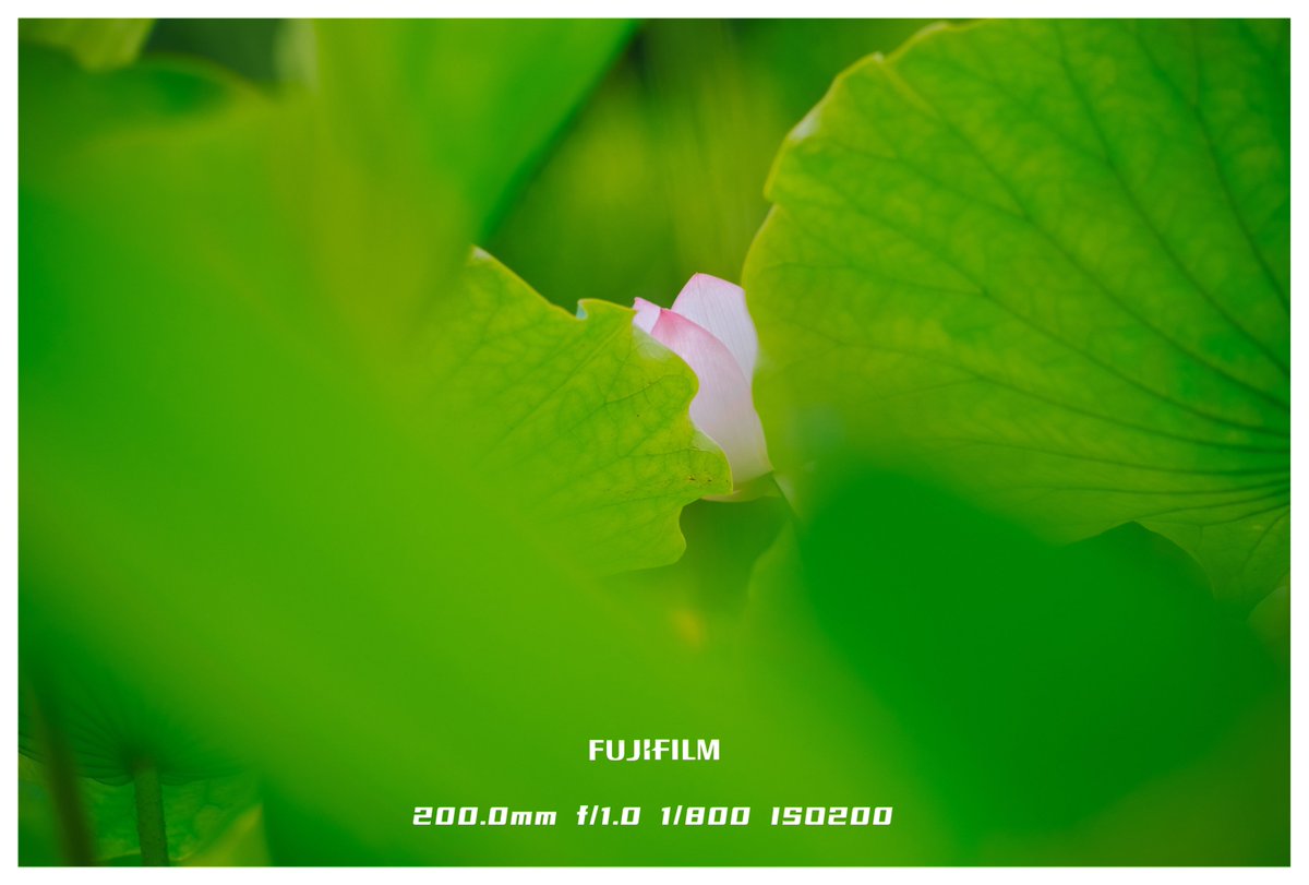 Nahlooooooo's tweet photo. Lazy buds open slowly, with the button, box, and ripples adding a gentle, quiet vibe. https://t.co/uN3ZYPdJan