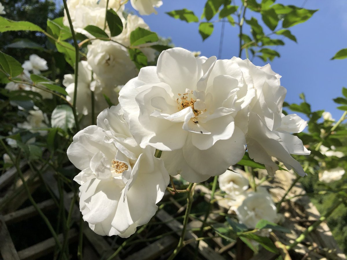 graysing's tweet photo. Happy #roseWednesday A favourite from my garden… https://t.co/8cUzblbbmX