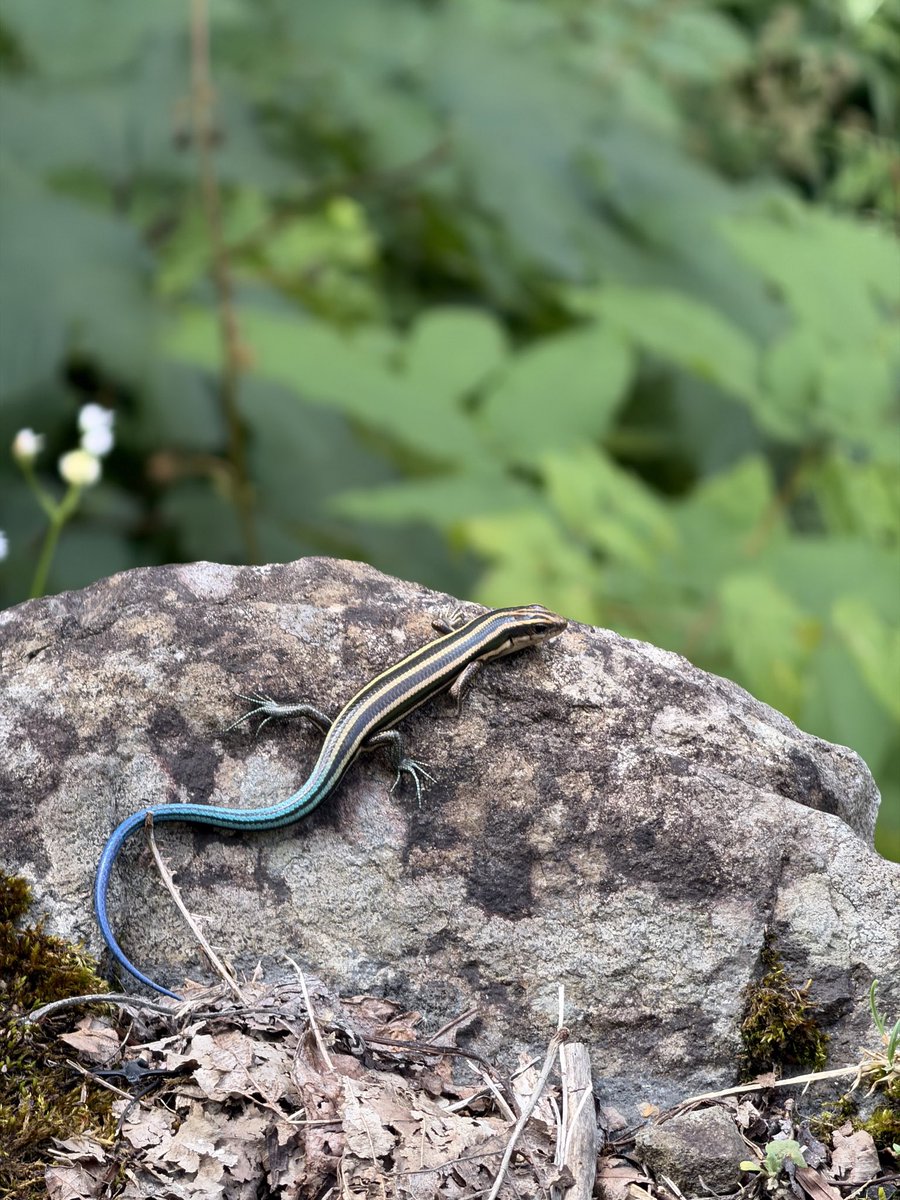 baikada's tweet photo. 8/9 芦別市 654201 #herpthon ヒガシニホントカゲ、ニホンマムシ https://t.co/714aqkBs0k