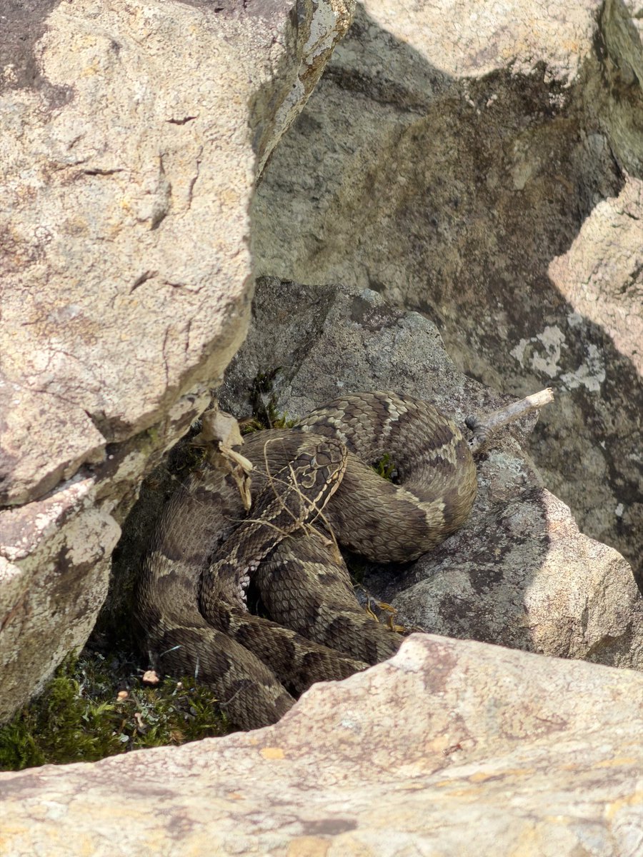 baikada's tweet photo. 8/9 芦別市 654201 #herpthon ヒガシニホントカゲ、ニホンマムシ https://t.co/714aqkBs0k