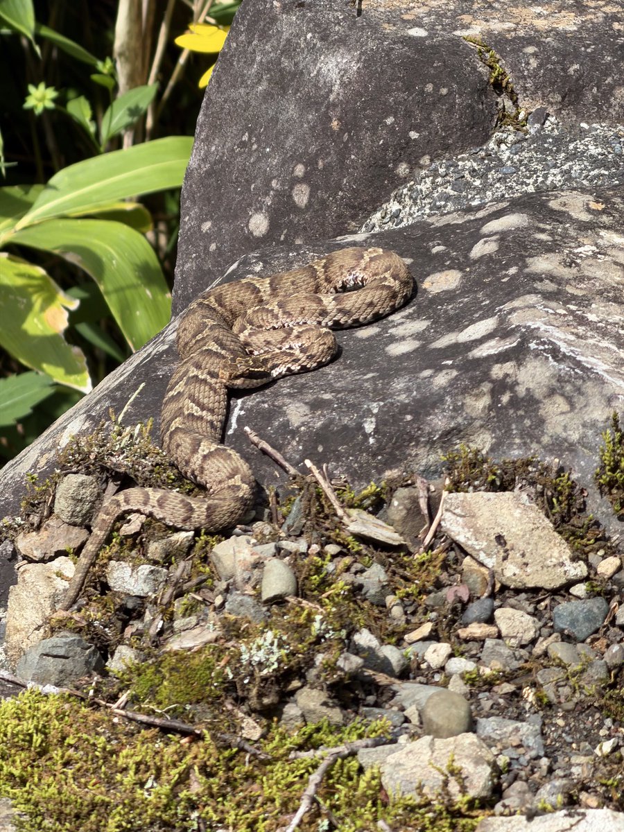 baikada's tweet photo. 8/9 芦別市 654201 #herpthon ヒガシニホントカゲ、ニホンマムシ https://t.co/714aqkBs0k