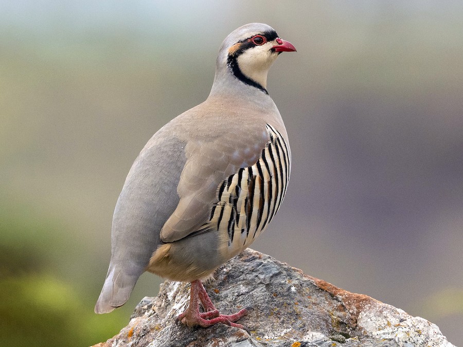 EcoLogical53828's tweet photo. @mardin7423 No, if i am not mistaken, it is Chukar partridge! https://t.co/Oi1TL0ndrF