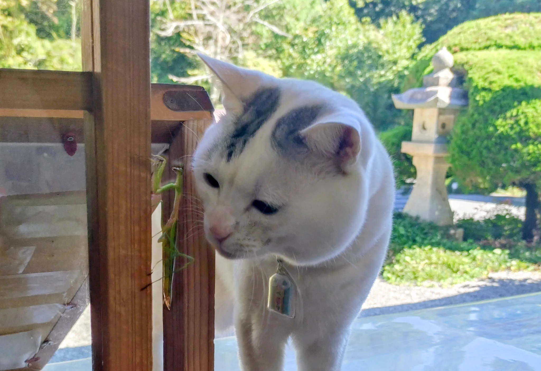 木陰の猫 木山神社の招き猫 テン on X: 