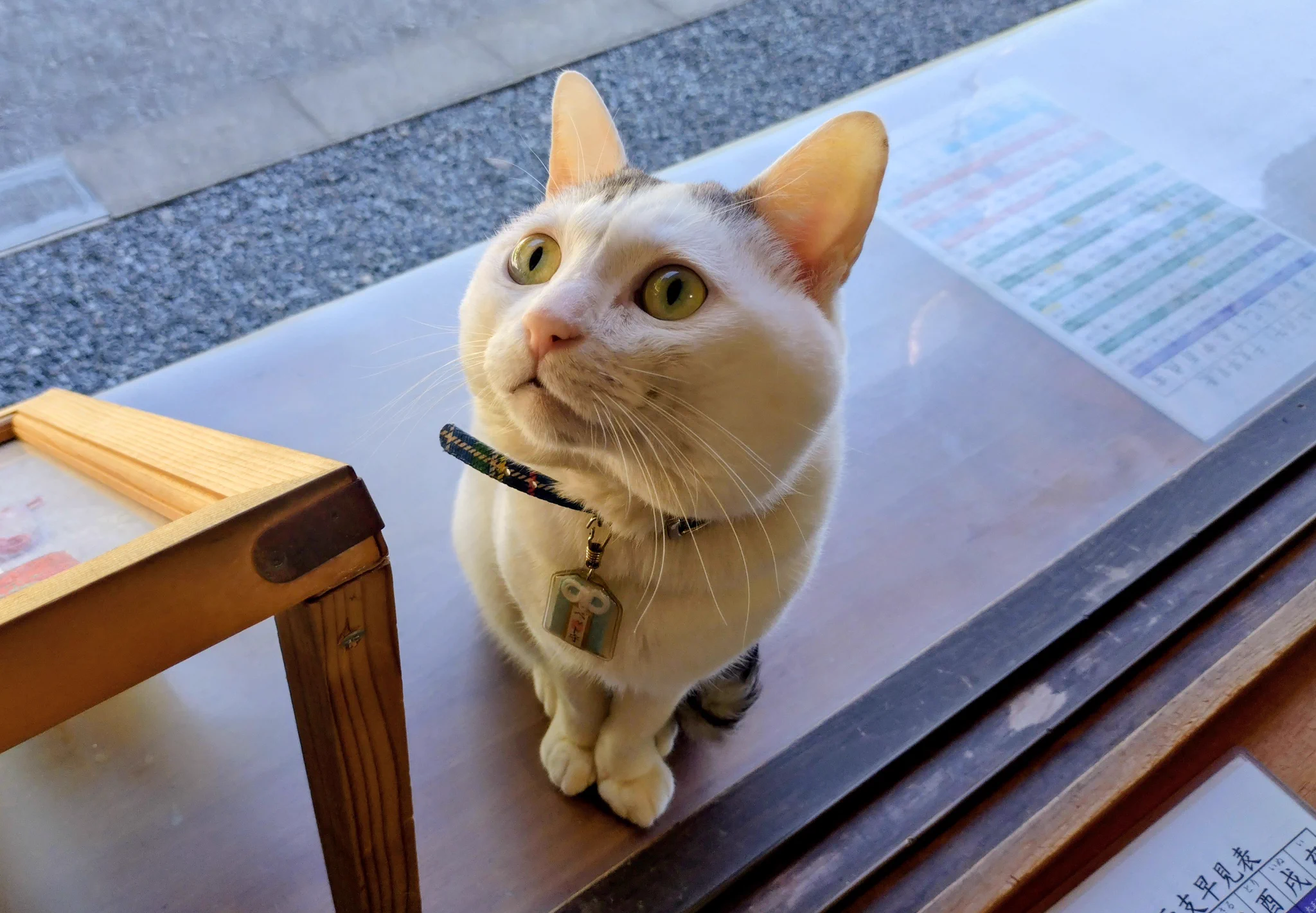木陰の猫 木山神社の招き猫 テン on X: 