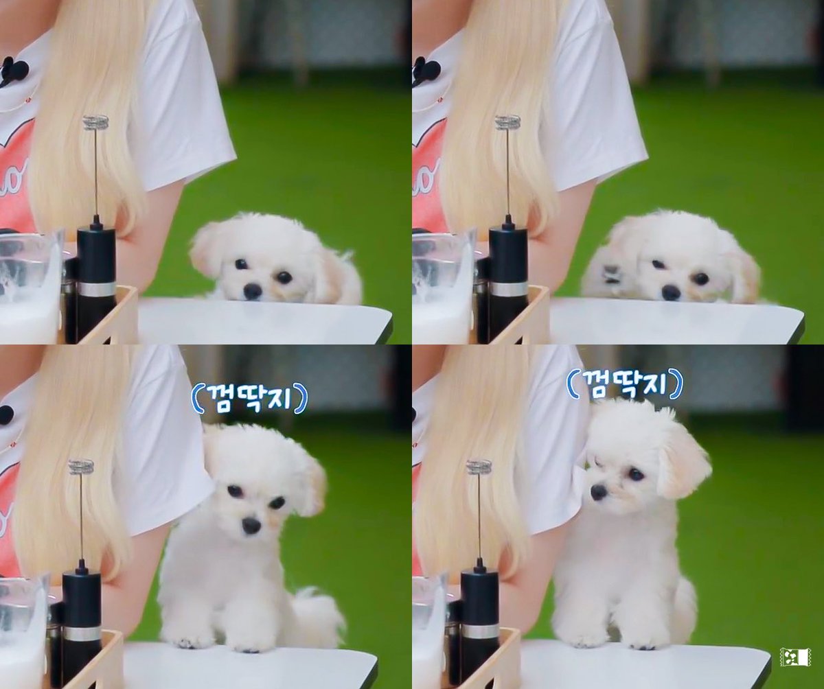 winterbearjm's tweet photo. 🐶❤️mom https://t.co/IuKCxX48aP