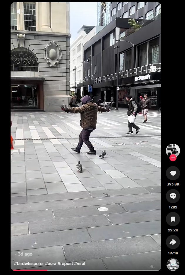 czs_fortune's tweet photo. IRL BIRD WHISPERER JUST DROPPED AND ITS MEGA VIRAL

A dude literally controlling a group of birds is going mega viral on TikTok rn with 2.5M VIEWS in a day.

There's multiple videos of him and people are going crazy over him.

https://t.co/JATYtgi9ja https://t.co/GMZS0szVu6