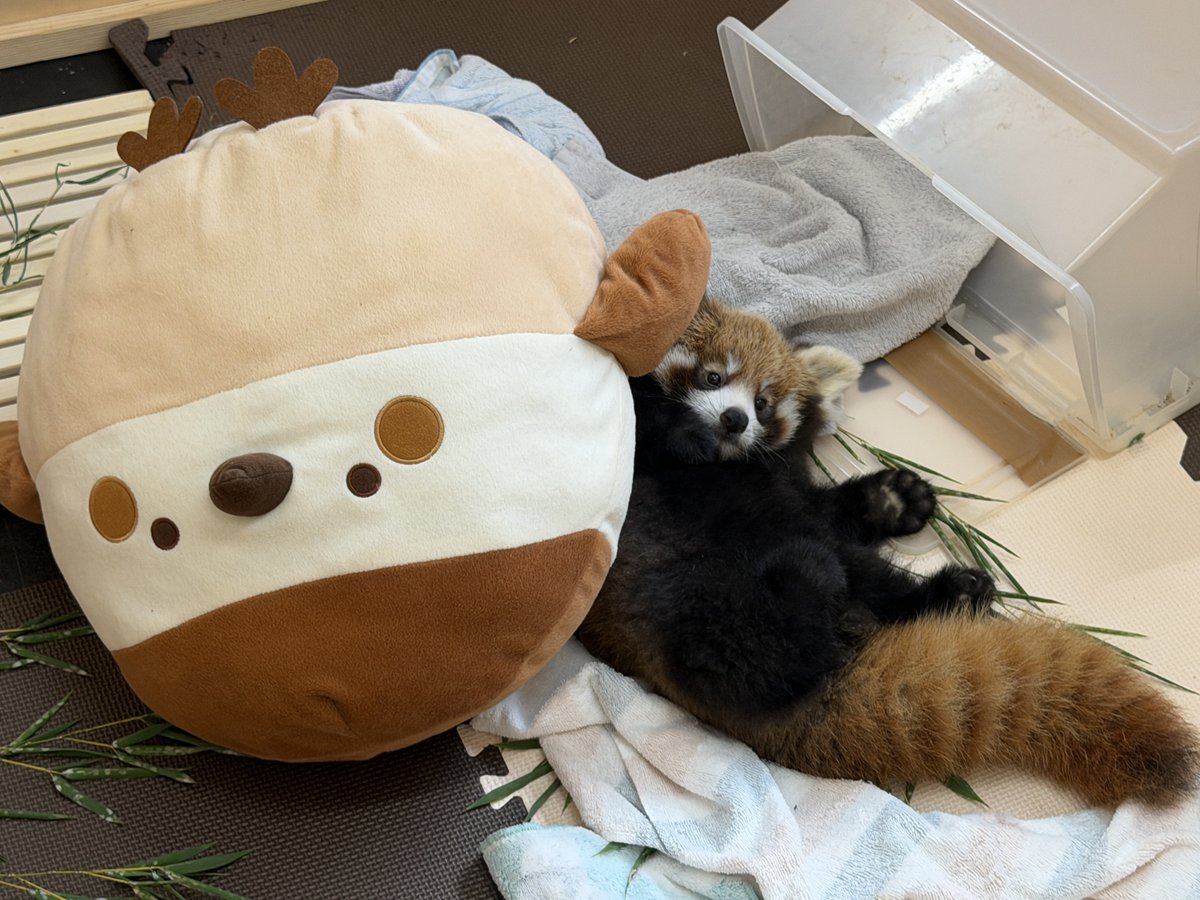 nishiyama_zoo's tweet photo. 遊びの中で、自分の体の動きに合わせて物が動くことや、予想外の動きに対応することなどを学んでいきます。

スズメちゃんは、出会ったその日からお気に入りになったようです😊 

#鯖江市西山動物園
#レッサーパンダ
#レッサーパンダの赤ちゃん
#かのこの仔
#人工哺育 https://t.co/mZEWy6z3eg
