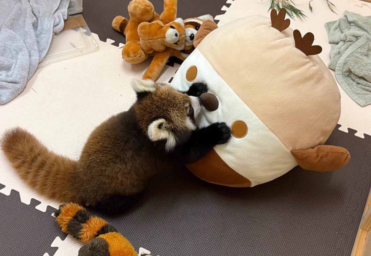 西山動物園のレッサーパンダ赤ちゃん、ぬいぐるみ友達と無邪気に遊ぶ