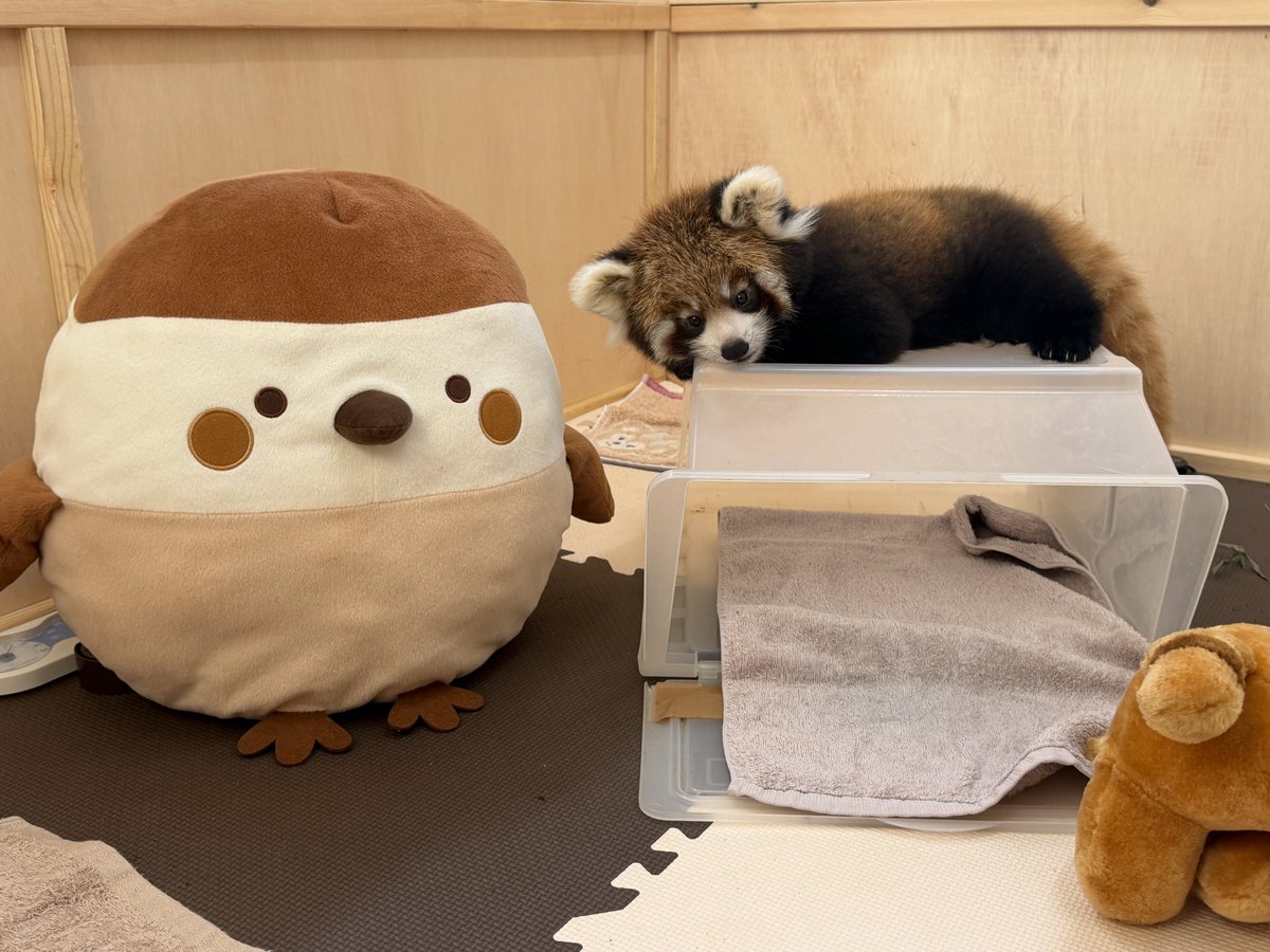 nishiyama_zoo's tweet photo. 遊びの中で、自分の体の動きに合わせて物が動くことや、予想外の動きに対応することなどを学んでいきます。

スズメちゃんは、出会ったその日からお気に入りになったようです😊 

#鯖江市西山動物園
#レッサーパンダ
#レッサーパンダの赤ちゃん
#かのこの仔
#人工哺育 https://t.co/mZEWy6z3eg