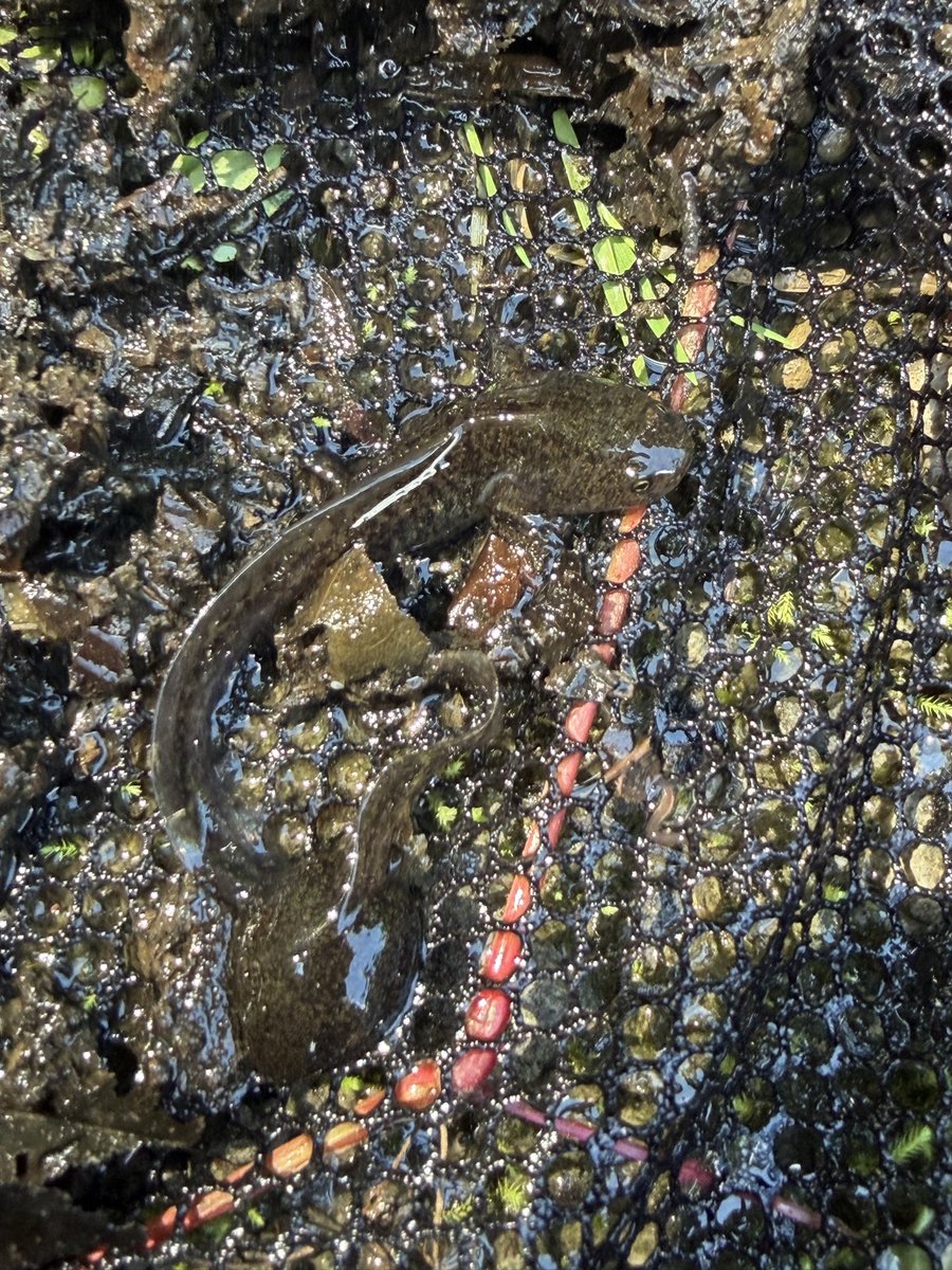 baikada's tweet photo. 8/9 芦別市 644271 #herpthon エゾアカガエル、エゾサンショウウオ https://t.co/gqLxYwsXgU