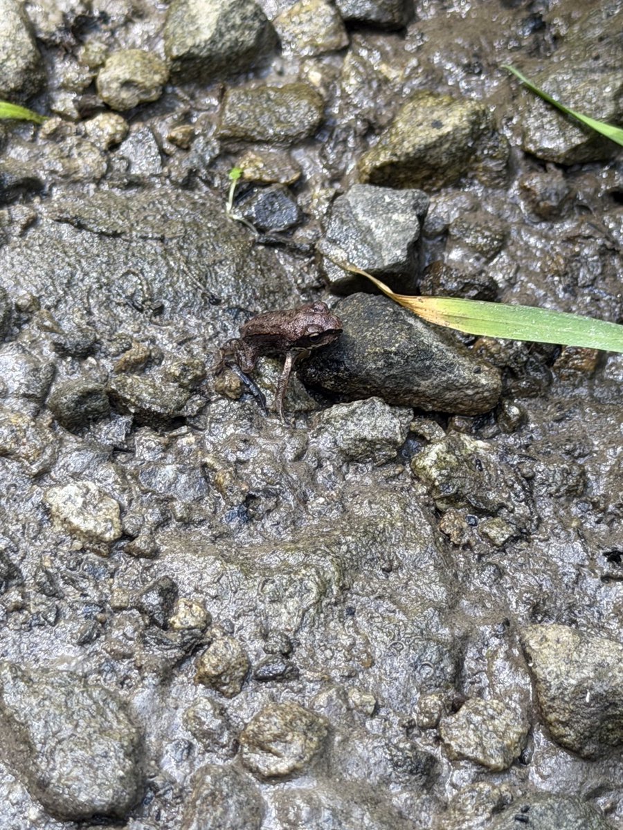 baikada's tweet photo. 8/9 芦別市 644271 #herpthon エゾアカガエル、エゾサンショウウオ https://t.co/gqLxYwsXgU