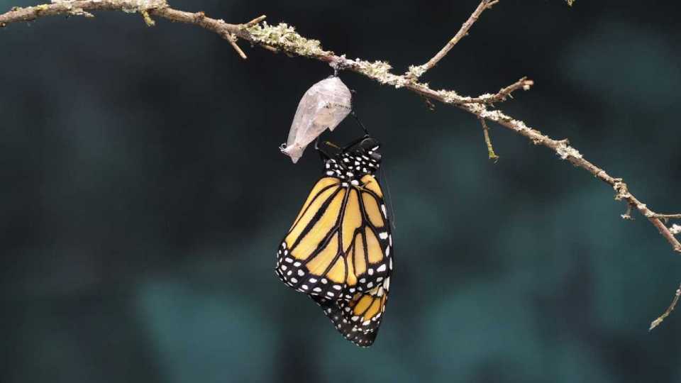 bztbarb585's tweet photo. A tiny waxy underbank chrysalis waiting for its first flight under the sun. https://t.co/PvSeAIJRlh