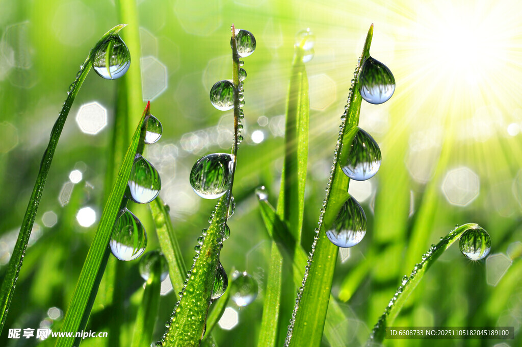 qux76486's tweet photo. [Under the starry night, the gentle breeze sways the grass, and the morning mist clings to the dewdrops—life’s small, beautiful moments always make my day.]， https://t.co/p636CU3yZj