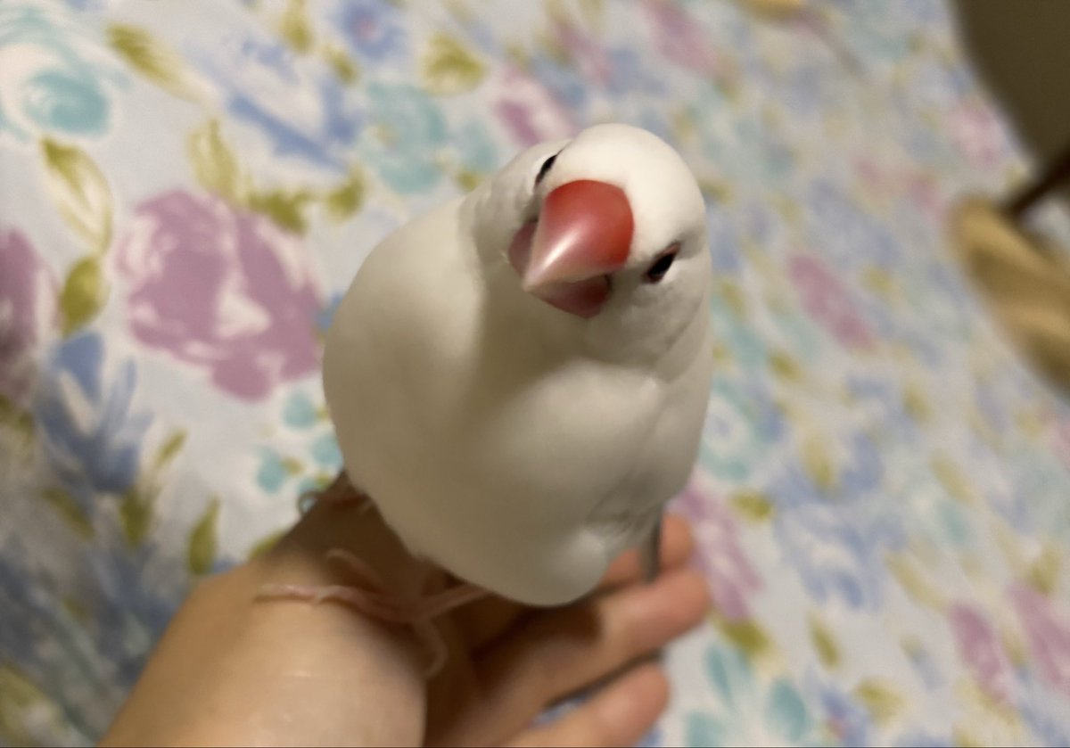 linlinlambuncho's tweet photo. 今日もしっかり水浴びしたね😊
#文鳥 https://t.co/MOUzjriEBQ