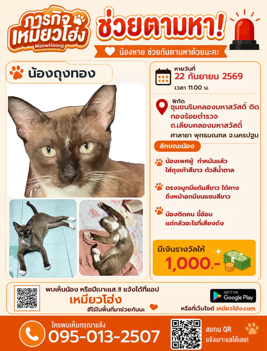 MeowHoongTH's tweet photo. ตามหาแมว น้องถุงทอง รางวัล 1,000.- 

📍 พิกัด: ริมคลองมหาสวัสดิ์ ติดกองร้อยตำรวจ ศาลายา พุทธมณฑล นครปฐม

⚠️ เพศผู้ทำหมันแล้ว สีน้ำตาล ถุงเท้าขาว 4 ข้าง จมูกแต้มขาว ขี้อ้อนแต่กลัวเสียงดัง

📞 095-013-2507
🌐 https://t.co/dnWyKxHU8X

#แมวหายนครปฐม #ศาลายา #พุทธมณฑล #เหมียวโฮ่ง https://t.co/tvQej3CYqh