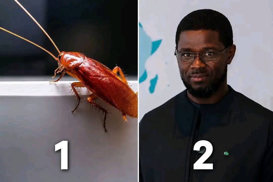 SonkoBaFaw04's tweet photo. Votons 🗳️ pour voir 

              1  Mbott 🪳                 2  TRAÎTRE https://t.co/KX6ravdFbx