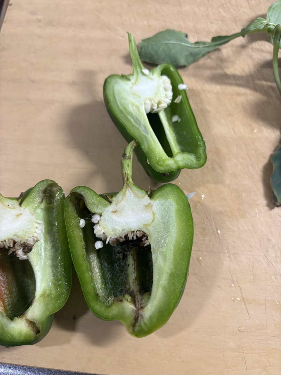 ZAQ0815's tweet photo. ちくしょう！
ビックリしたじゃないか！
切ってなかったから良かったけど…
中身食われて真っ黒になってるから廃棄(⑉･̆-･̆⑉)

#家庭菜園 https://t.co/UqO9nXasBd