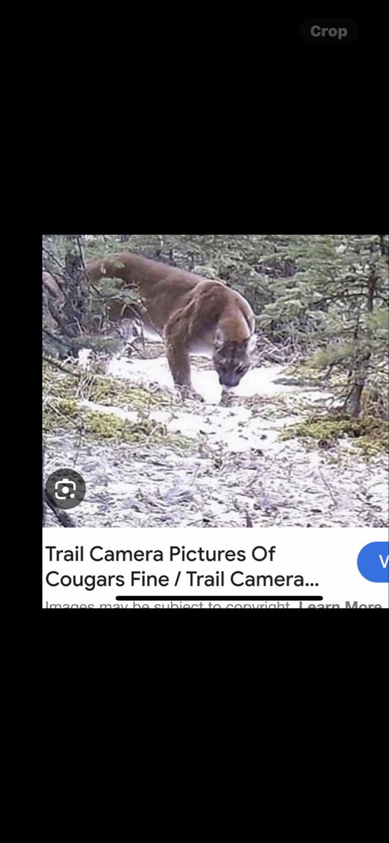 VancSpankBank's tweet photo. British Columbia, Canada 🇨🇦
Rocky Mountain Lions 🦁🇨🇦 https://t.co/jwrTF8pHF5