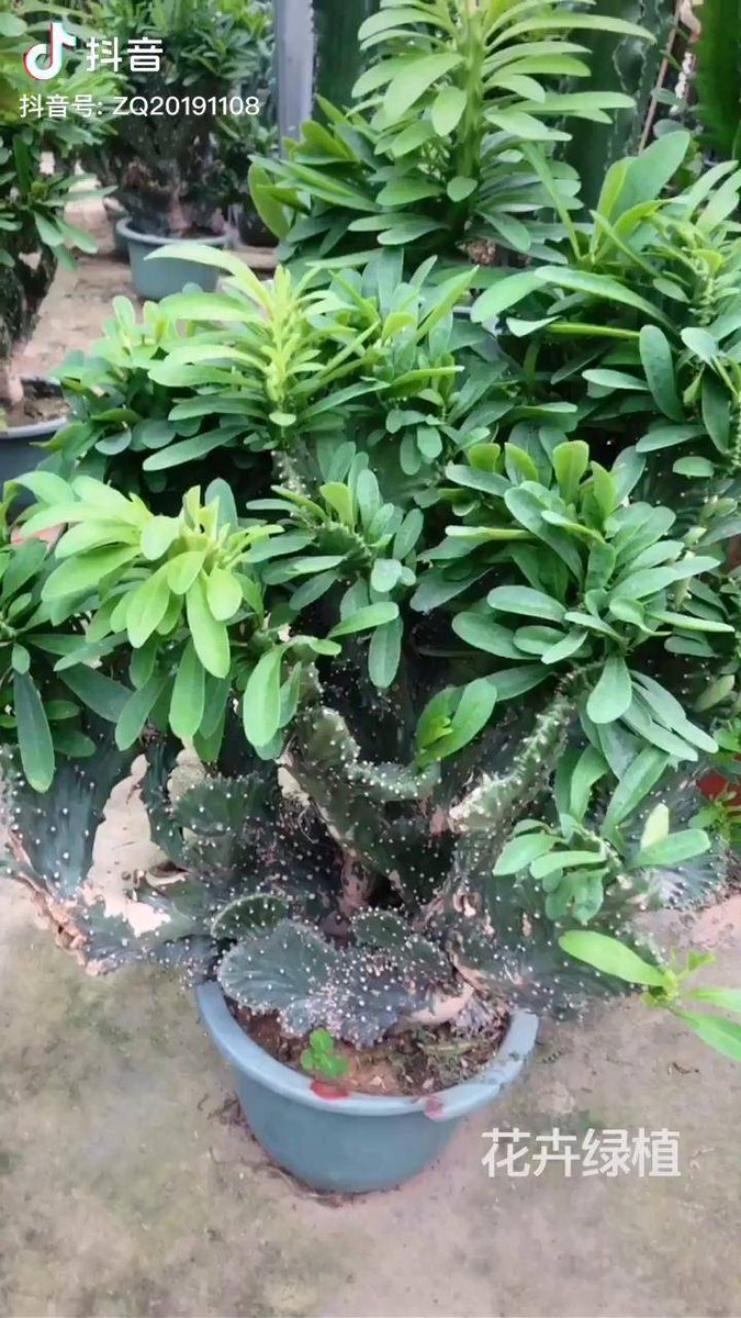 blkteri929's tweet photo. "Deng watched closely while wiping and fertilizing the plants—small gardening wins feel great! "， https://t.co/VMunezmccr
