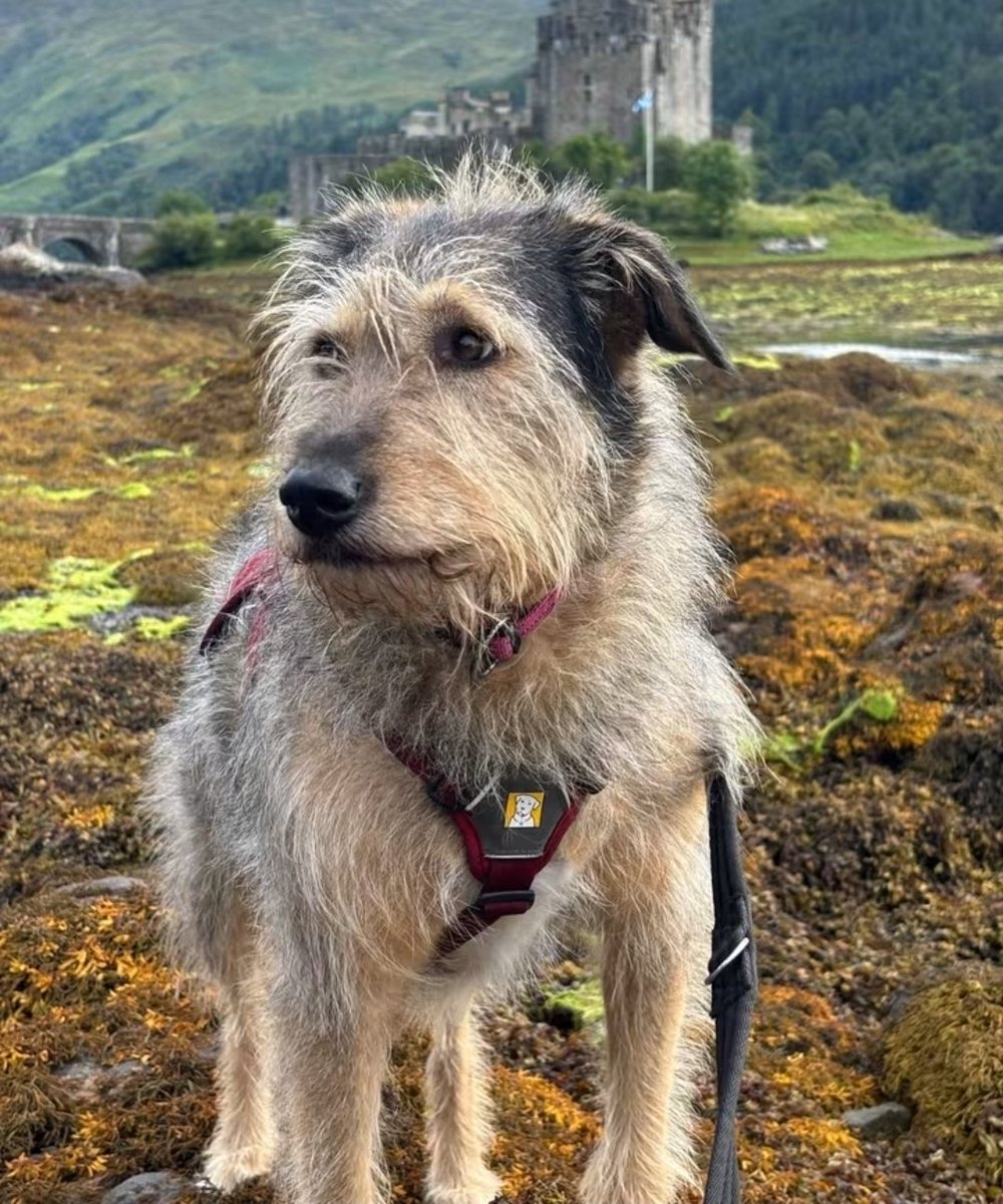 MissingPetsGB's tweet photo. Beautiful FLORI escaped from her garden in Dornie on 26 September in the afternoon. She is a big girl wearing a dark pink collar.

Flori made her way to Eilean Donan Castle. Sadly, on her way back, someone tried to grab her, which caused her to bolt.

DO NOT TRY TO CATCH HER https://t.co/hz8o4QLFhY
