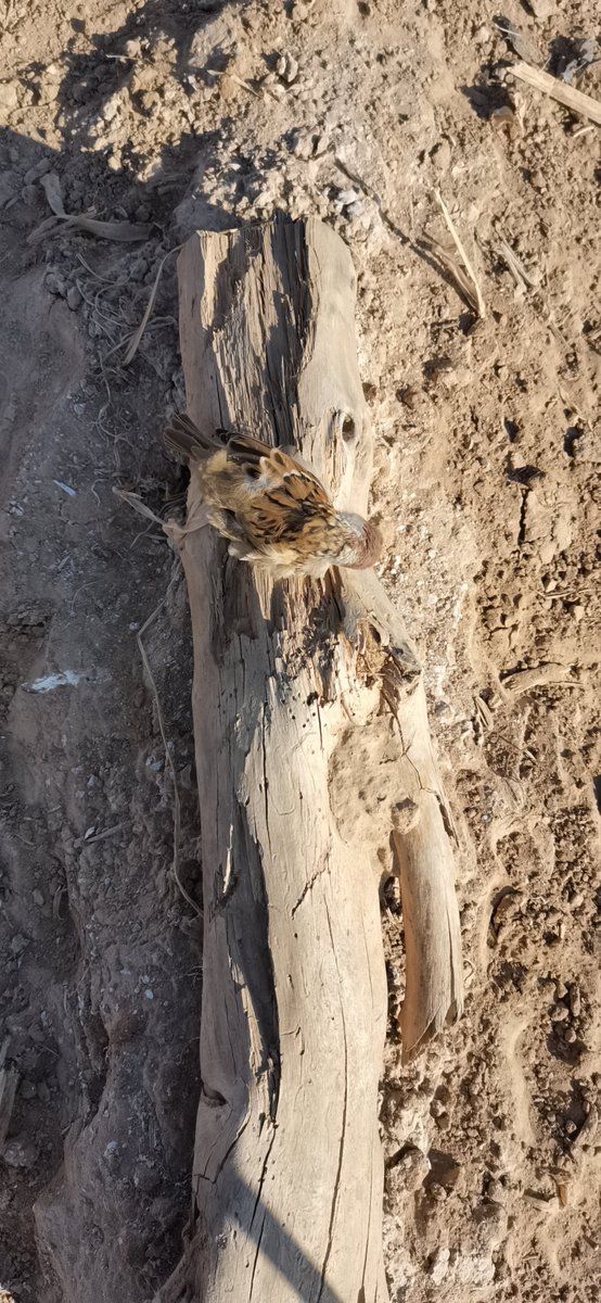drkdavi966's tweet photo. In the quiet courtyard, a sparrow hops playfully, occasionally pausing to preen its feathers, adding a tiny lively moment to the day. https://t.co/A8dkh966Io