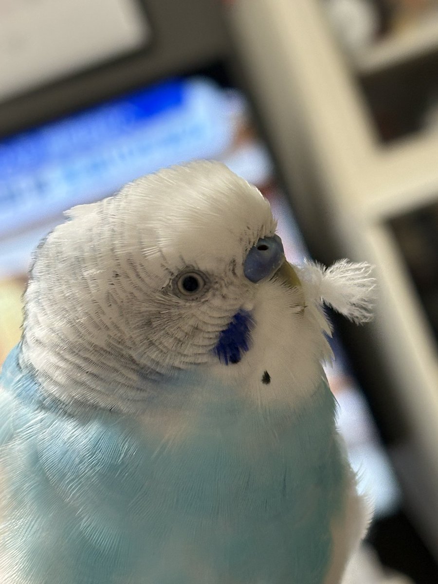 tikorisuzume's tweet photo. ほわ毛なんてー、
気にしないぜー😎✨🫛 https://t.co/uMEq4Ui882
