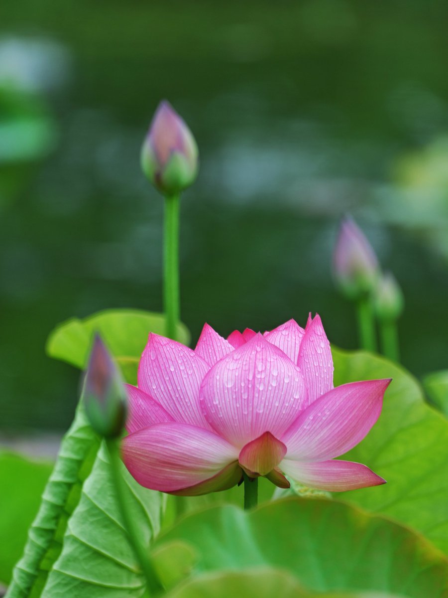 6eb4vex130's tweet photo. The lotus sways in the breeze, shaking the earth slightly; I wield strength, and the etiquette in my heart lights up every moment. https://t.co/JHvjoMrJgT