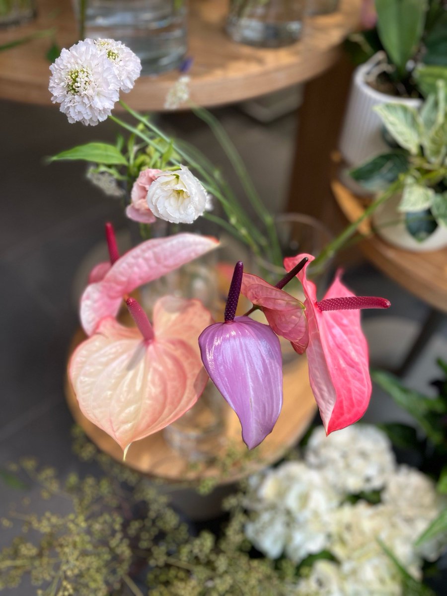 izoix7198's tweet photo. Just passed by the flower shop—my neighbor was showing off her new pair of silk pajamas, and I'm low-key jealous!， https://t.co/IWLSZyBbju