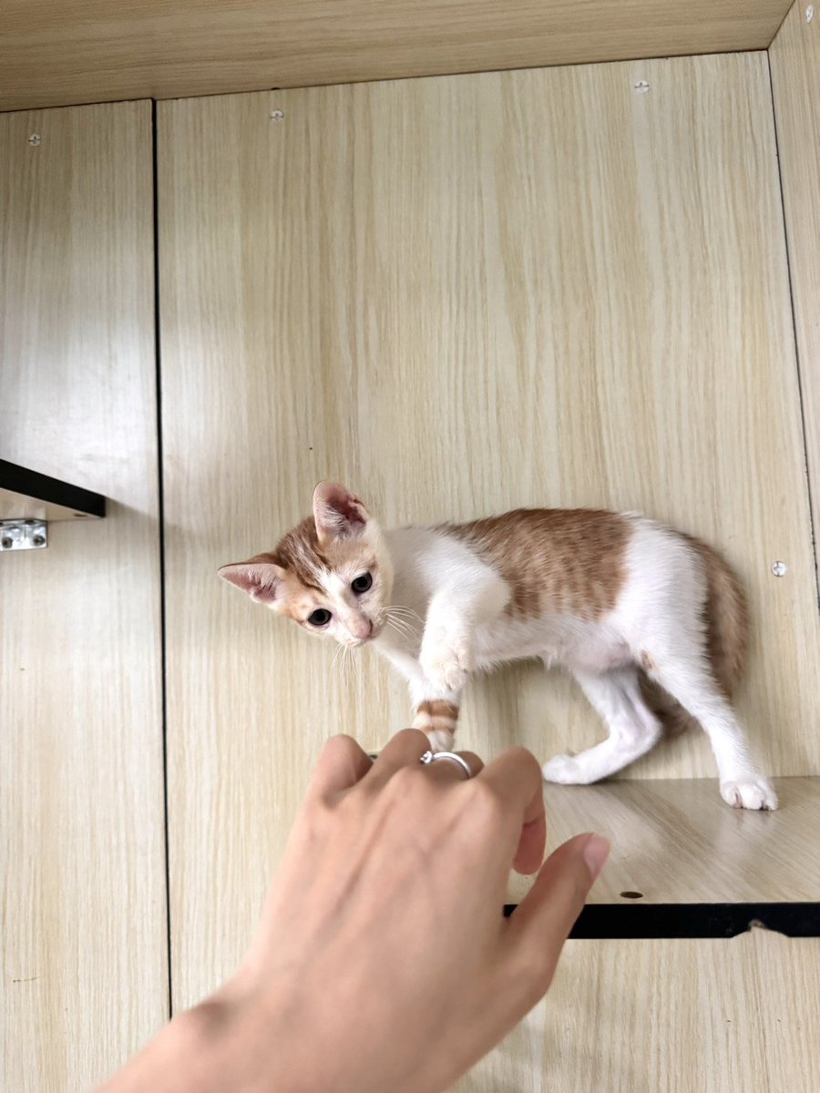 CatsterClub's tweet photo. 🏡 หาบ้านให้น้องแมว 🏡 (ฝากประกาศ)

น้องแมวไทย อายุ 1.5 เดือนเด็กๆแข็งแรง (ทำวัคซีนให้เรียบร้อยแล้วค่ะ) คุณแม่น้องเป็นแมวจรในหมู่บ้าน ตอนนี้กินเม็ดได้ เข้ากระบะเป็นกันหมดแล้ว

พิกัด : วัชรพล กทม. (ยินดีไปส่ง)
โทร 065-9539987
line : papoppq

ใครสนใจรับดูแลติดต่อหาเจ้าของได้เลยนะคะ หรือ ช่วยกันรีกระจายข่าวก็ได้ค่ะ มาช่วยกันหาบ้านอันอบอุ่นให้น้องกันนะคะ