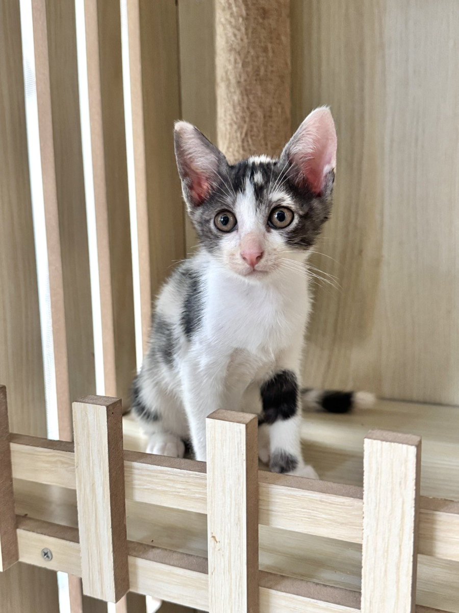 CatsterClub's tweet photo. 🏡 หาบ้านให้น้องแมว 🏡 (ฝากประกาศ)

น้องแมวไทย อายุ 1.5 เดือนเด็กๆแข็งแรง (ทำวัคซีนให้เรียบร้อยแล้วค่ะ) คุณแม่น้องเป็นแมวจรในหมู่บ้าน ตอนนี้กินเม็ดได้ เข้ากระบะเป็นกันหมดแล้ว

พิกัด : วัชรพล กทม. (ยินดีไปส่ง)
โทร 065-9539987
line : papoppq

ใครสนใจรับดูแลติดต่อหาเจ้าของได้เลยนะคะ หรือ ช่วยกันรีกระจายข่าวก็ได้ค่ะ มาช่วยกันหาบ้านอันอบอุ่นให้น้องกันนะคะ