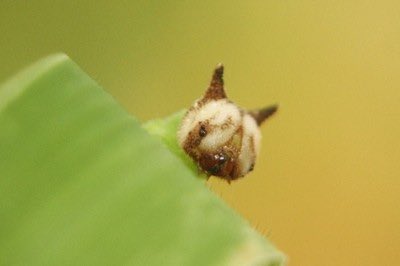 insectsdaily's tweet photo. The Hello Kitty CATerpillar 🐈🐛

Actual name: Chinese Bush Brown (Mycalesis gotama) caterpillar

Diet: grasses like rice and bamboo 

Region: East Asia (China, Japan, Vietnam, Burma) 

Many in Asia think it look like Hello Kitty cat

Credit: imooimo https://t.co/l0q5NBu3Ey
