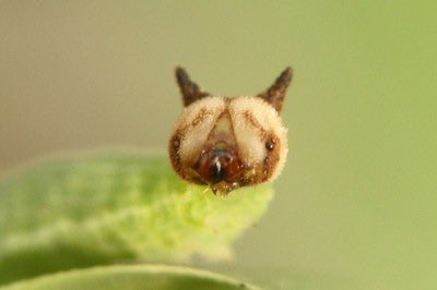 insectsdaily's tweet photo. The Hello Kitty CATerpillar 🐈🐛

Actual name: Chinese Bush Brown (Mycalesis gotama) caterpillar

Diet: grasses like rice and bamboo 

Region: East Asia (China, Japan, Vietnam, Burma) 

Many in Asia think it look like Hello Kitty cat

Credit: imooimo https://t.co/l0q5NBu3Ey