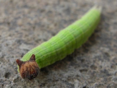 insectsdaily's tweet photo. The Hello Kitty CATerpillar 🐈🐛

Actual name: Chinese Bush Brown (Mycalesis gotama) caterpillar

Diet: grasses like rice and bamboo 

Region: East Asia (China, Japan, Vietnam, Burma) 

Many in Asia think it look like Hello Kitty cat

Credit: imooimo https://t.co/l0q5NBu3Ey