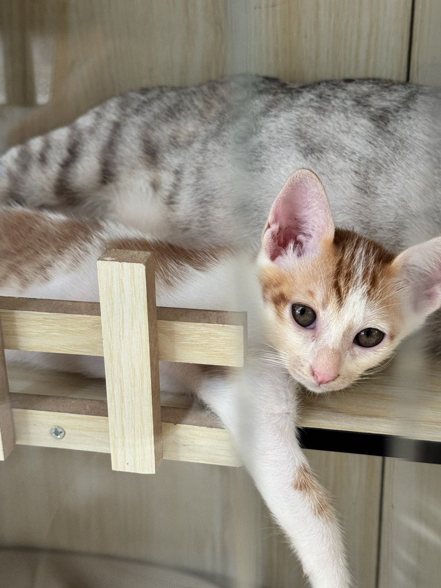 CatsterClub's tweet photo. 🏡 หาบ้านให้น้องแมว 🏡 (ฝากประกาศ)

น้องแมวไทย อายุ 1.5 เดือนเด็กๆแข็งแรง (ทำวัคซีนให้เรียบร้อยแล้วค่ะ) คุณแม่น้องเป็นแมวจรในหมู่บ้าน ตอนนี้กินเม็ดได้ เข้ากระบะเป็นกันหมดแล้ว

พิกัด : วัชรพล กทม. (ยินดีไปส่ง)
โทร 065-9539987
line : papoppq

ใครสนใจรับดูแลติดต่อหาเจ้าของได้เลยนะคะ หรือ ช่วยกันรีกระจายข่าวก็ได้ค่ะ มาช่วยกันหาบ้านอันอบอุ่นให้น้องกันนะคะ