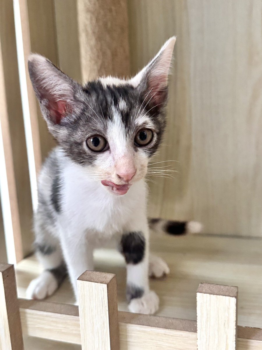CatsterClub's tweet photo. 🏡 หาบ้านให้น้องแมว 🏡 (ฝากประกาศ)

น้องแมวไทย อายุ 1.5 เดือนเด็กๆแข็งแรง (ทำวัคซีนให้เรียบร้อยแล้วค่ะ) คุณแม่น้องเป็นแมวจรในหมู่บ้าน ตอนนี้กินเม็ดได้ เข้ากระบะเป็นกันหมดแล้ว

พิกัด : วัชรพล กทม. (ยินดีไปส่ง)
โทร 065-9539987
line : papoppq

ใครสนใจรับดูแลติดต่อหาเจ้าของได้เลยนะคะ หรือ ช่วยกันรีกระจายข่าวก็ได้ค่ะ มาช่วยกันหาบ้านอันอบอุ่นให้น้องกันนะคะ