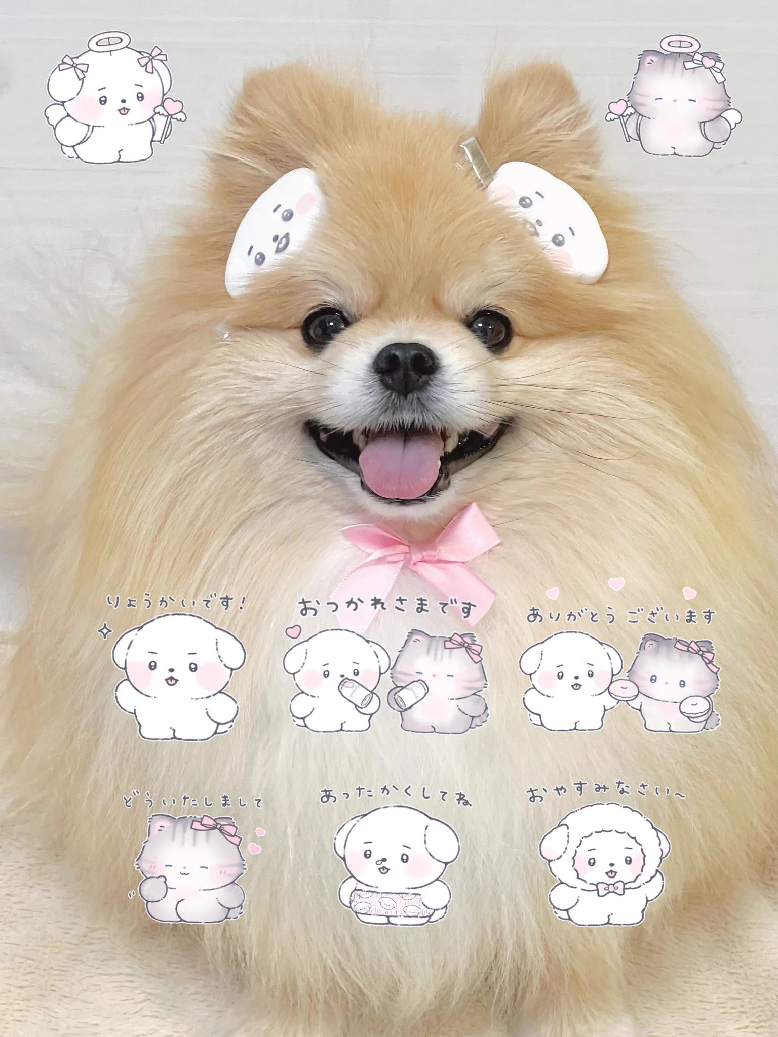 ポメラニアンモモ もちゃん🐶🍮ポメラニアン on X: 