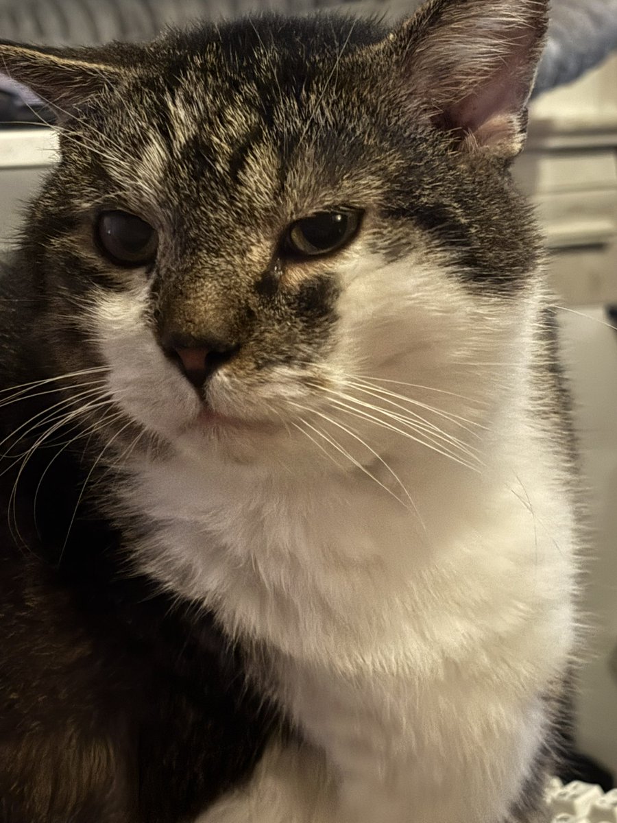 Azzytheazalea's tweet photo. @applecrawler Have my cat apple https://t.co/KJ63gsH18g